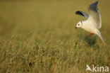 Ross s gull (Rhodostethia rosea)