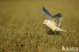 Ross s gull (Rhodostethia rosea)