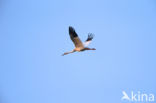 Witte Kraanvogel (Grus leucogeranus)