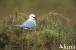 Ross s gull (Rhodostethia rosea)