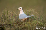 Ross s gull (Rhodostethia rosea)