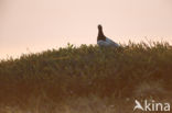 Willow Ptarmigan (Lagopus lagopus)