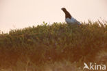 Willow Ptarmigan (Lagopus lagopus)