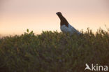 Willow Ptarmigan (Lagopus lagopus)