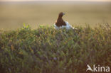 Willow Ptarmigan (Lagopus lagopus)