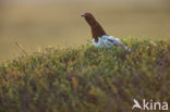 Moerassneeuwhoen (Lagopus lagopus)