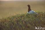 Moerassneeuwhoen (Lagopus lagopus)