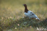 Moerassneeuwhoen (Lagopus lagopus)