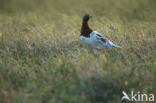 Willow Ptarmigan (Lagopus lagopus)