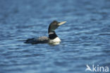 Yellow-billed Loon