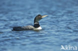 Yellow-billed Loon