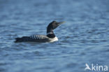 Yellow-billed Loon