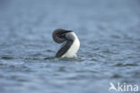 Arctic Loon