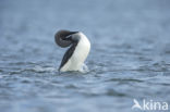 Arctic Loon