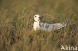 Ross s Gull (Rhodostethia rosea)