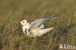 Ross s Gull (Rhodostethia rosea)