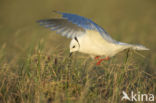 Ross s Gull (Rhodostethia rosea)