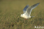 Ross s Gull (Rhodostethia rosea)