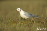 Ross s Gull (Rhodostethia rosea)