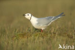 Ross s Gull (Rhodostethia rosea)