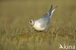 Ross s Gull (Rhodostethia rosea)