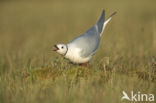 Ross s Gull (Rhodostethia rosea)