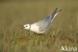 Ross s Gull (Rhodostethia rosea)