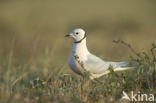 Ross s Gull (Rhodostethia rosea)