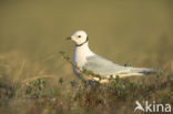 Ross s Gull (Rhodostethia rosea)