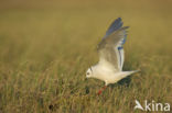 Ross s Gull (Rhodostethia rosea)