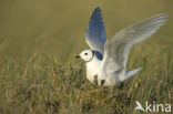 Ross s Gull (Rhodostethia rosea)