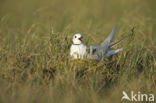 Ross s Gull (Rhodostethia rosea)