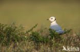 Ross s Gull (Rhodostethia rosea)