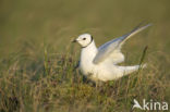 Ross s Gull (Rhodostethia rosea)