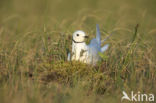 Ross s Gull (Rhodostethia rosea)