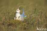 Ross s Gull (Rhodostethia rosea)