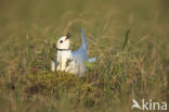 Ross s Gull (Rhodostethia rosea)