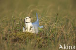 Ross s Gull (Rhodostethia rosea)