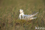 Ross s Gull (Rhodostethia rosea)