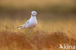 Ross s Gull (Rhodostethia rosea)