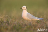 Ross s Gull (Rhodostethia rosea)