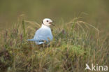 Ross s Gull (Rhodostethia rosea)