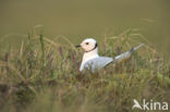 Ross s Gull (Rhodostethia rosea)