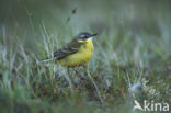 gele kwikstaart (Motacilla flava tschutschensis)