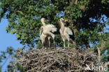 White Stork (Ciconia ciconia)