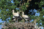 White Stork (Ciconia ciconia)