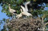 White Stork (Ciconia ciconia)