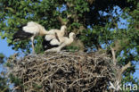 White Stork (Ciconia ciconia)