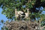 White Stork (Ciconia ciconia)