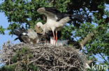 White Stork (Ciconia ciconia)